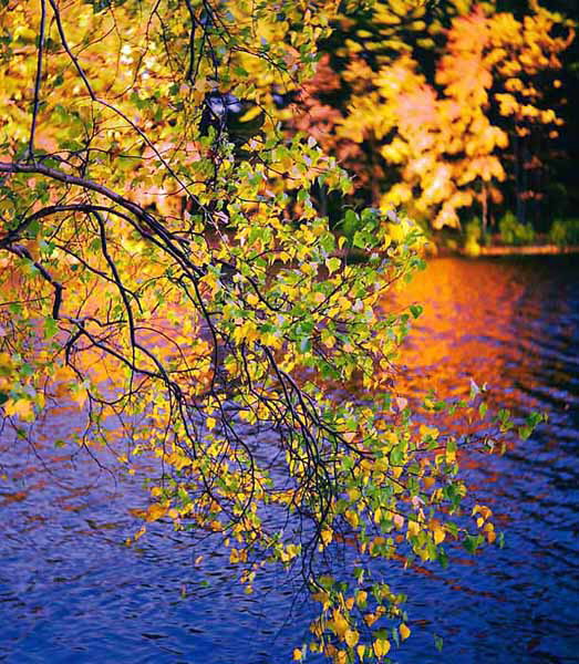 Falling Branch