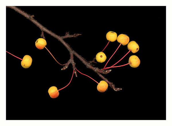 YELLOW_BERRIES-WEB